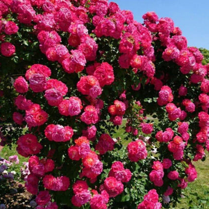 Climbing Rose Flower Seeds — Year-Round Blooming (UK Imported)