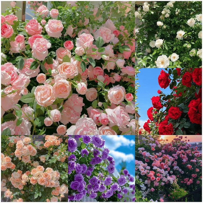 Climbing Rose Flower Seeds — Year-Round Blooming (UK Imported)